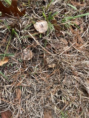 Hebeloma