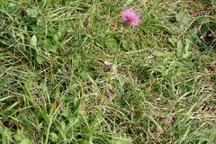 Carduus defloratus