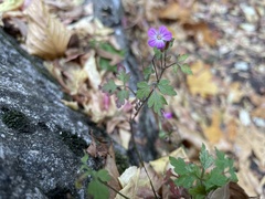 Geranium robertianum