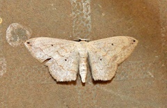Scopula umbilicata