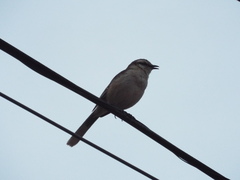 Mimus saturninus