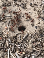 Pogonomyrmex barbatus