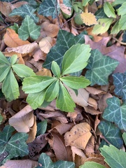 Pachysandra