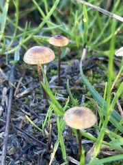 Marasmius