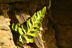 Asplenium marinum