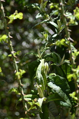 Buddleja globosa