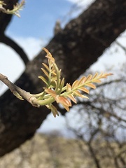 Schinopsis lorentzii