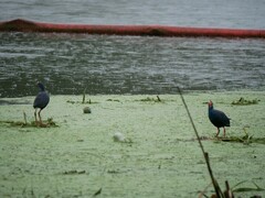 Porphyrio porphyrio