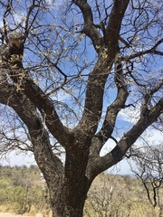 Schinopsis lorentzii