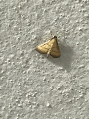 Cnaphalocrocis medinalis