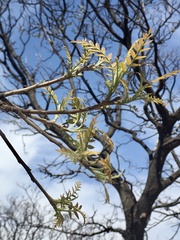 Schinopsis lorentzii