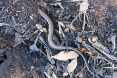 Panaspis wahlbergii