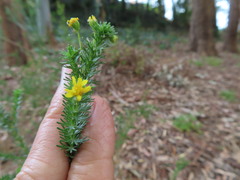 Euryops virgineus