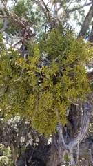 Phoradendron juniperinum