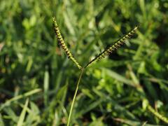 Paspalum orbiculare