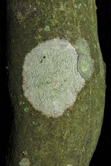 Lecanora carpinea