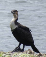 Phalacrocorax carbo lucidus