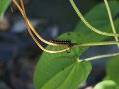 Nyctemera adversata