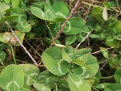 Cicadella