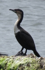 Phalacrocorax carbo lucidus