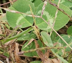 Cicadella