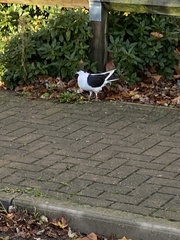 Columba livia domestica