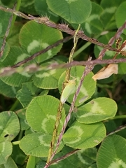 Cicadella