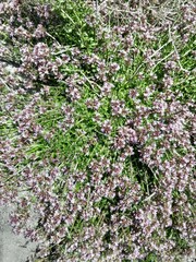 Lobelia jasionoides