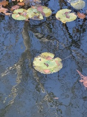 Nymphaea odorata