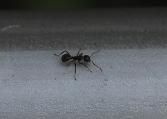 Dolichoderus thoracicus