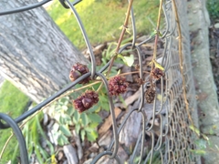 Lonicera periclymenum