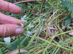 Allium triquetrum