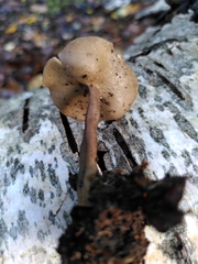 Fungi