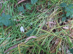 Allium triquetrum