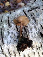 Fungi