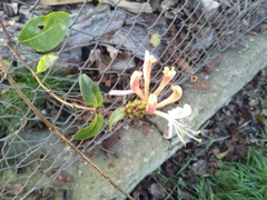 Lonicera periclymenum