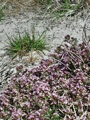 Lobelia jasionoides