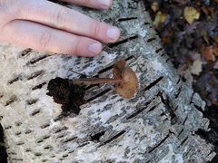 Fungi
