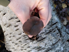 Fungi