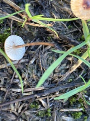 Marasmius
