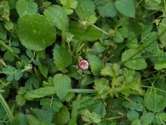 Potentilla hebiichigo