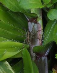 Pardosa pseudoannulata