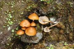 Psilocybe muliercula