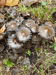 Coprinopsis romagnesiana