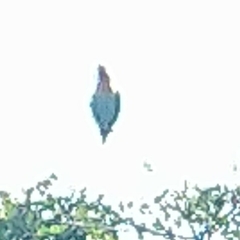 Poicephalus robustus