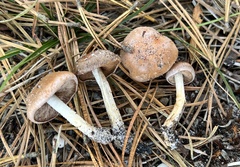 Hebeloma