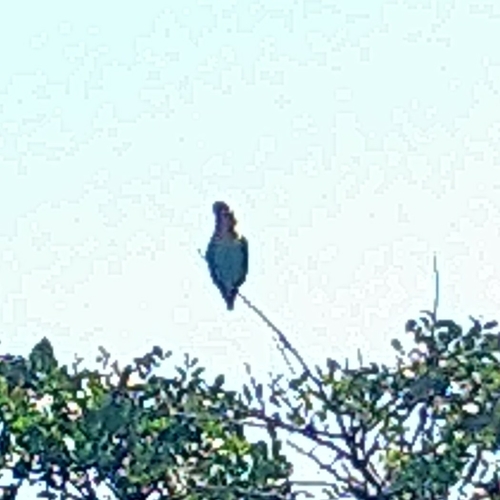 Cape Parrot (Poicephalus robustus)