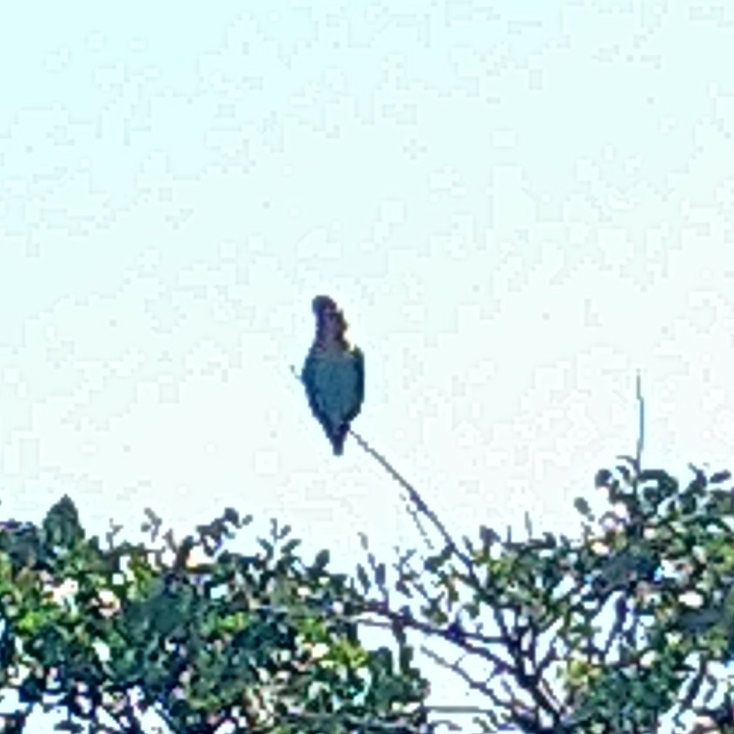 Cape Parrot illustration