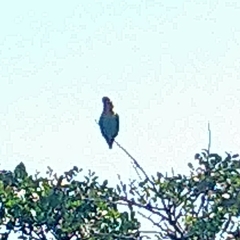 Poicephalus robustus