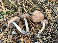 Hebeloma
